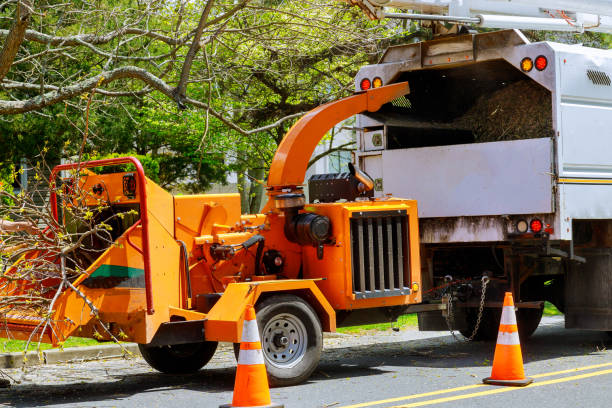 Best Lawn Dethatching  in Thorndale, PA